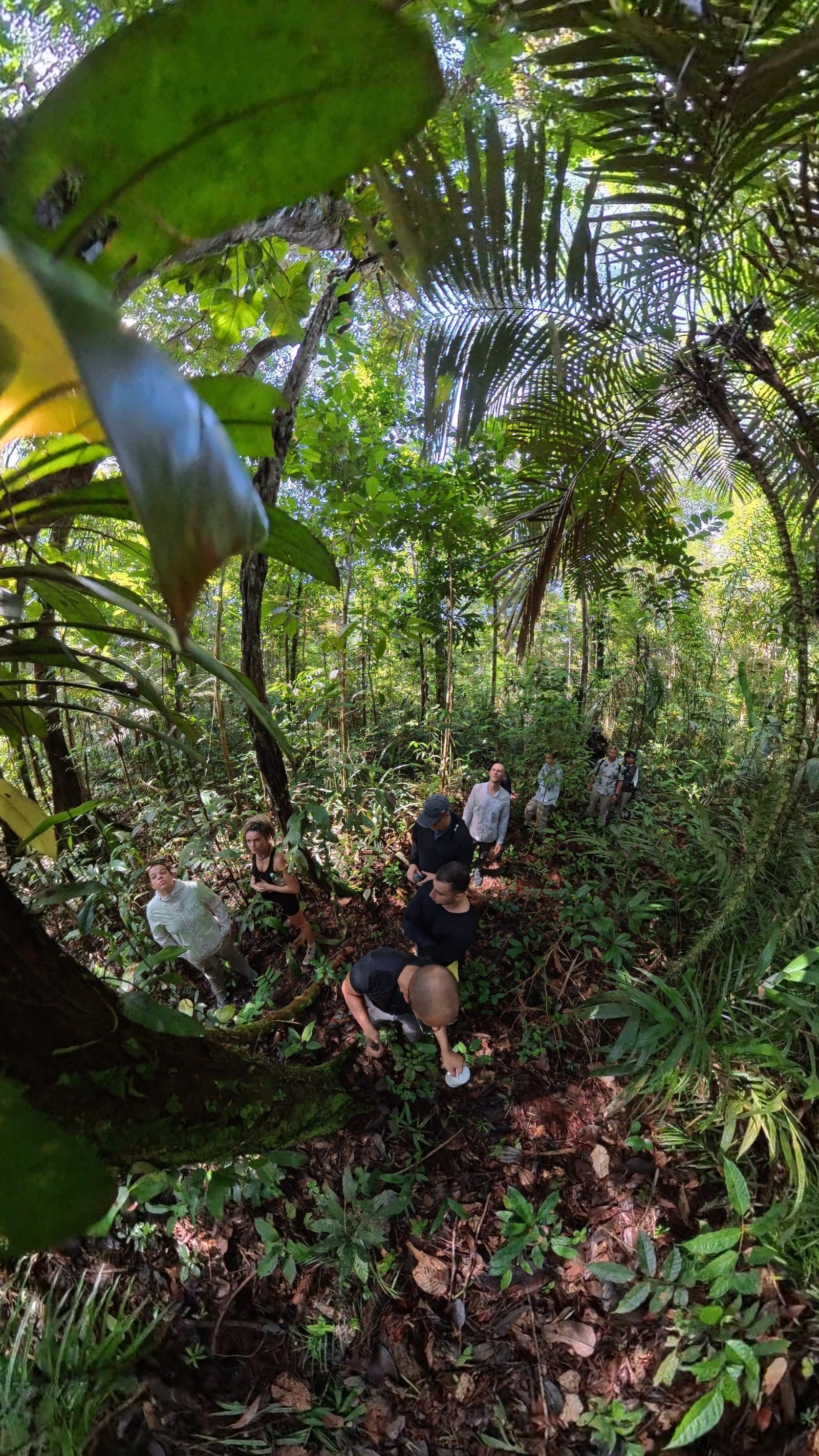 Travelers on a guided jungle trek through dense Amazon rainforest